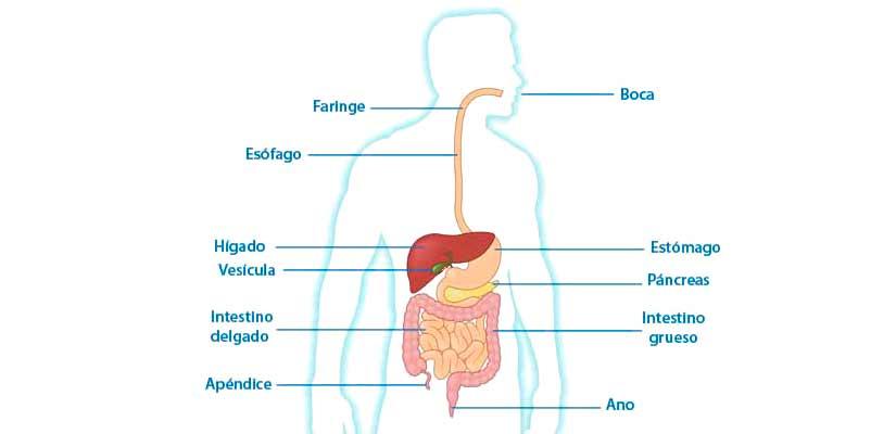 Corchete Barricada encerrar Aparato digestivo | actuamed