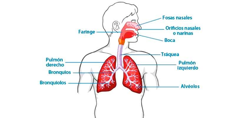 Sistema Respiratorio