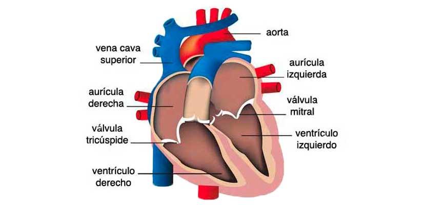 CORAZÓN HUMANO | actuamed