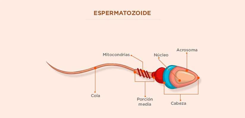 Porque necesitan nutrientes los espermatozoides